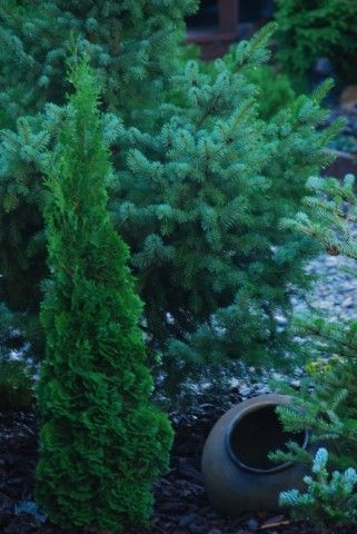 Thuja occidentalis Brobeck s Tower